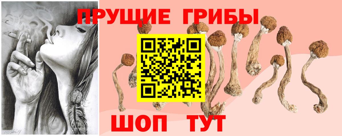 Псилоцибиновые грибы Psilocybe Джанкой